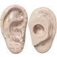 Auriculotherapy Ear Model | Enhance Your Practice