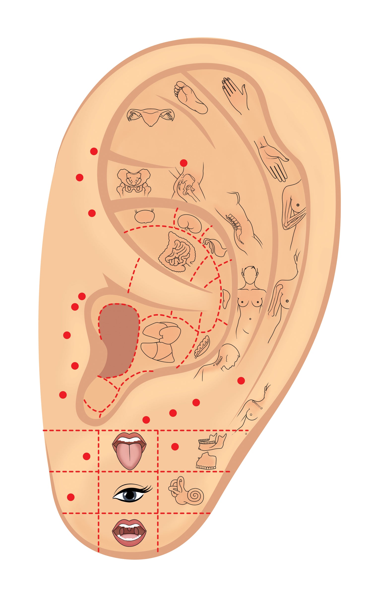 Ear Seeds Diagram for points